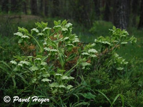 Helleborus foetidus